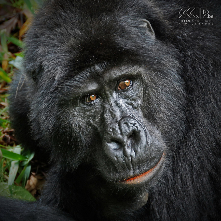 Bwindi - Gorilla - Karibu Closeup van Karibu, een sterke blackback berggorilla. Een 'blackback' is een volwassen mannelijk gorilla tot 11 jaar oud. Vanaf 14 jaar wordt hun rug grijs en worden ze 'zilverrug/silverback' genoemd. Stefan Cruysberghs